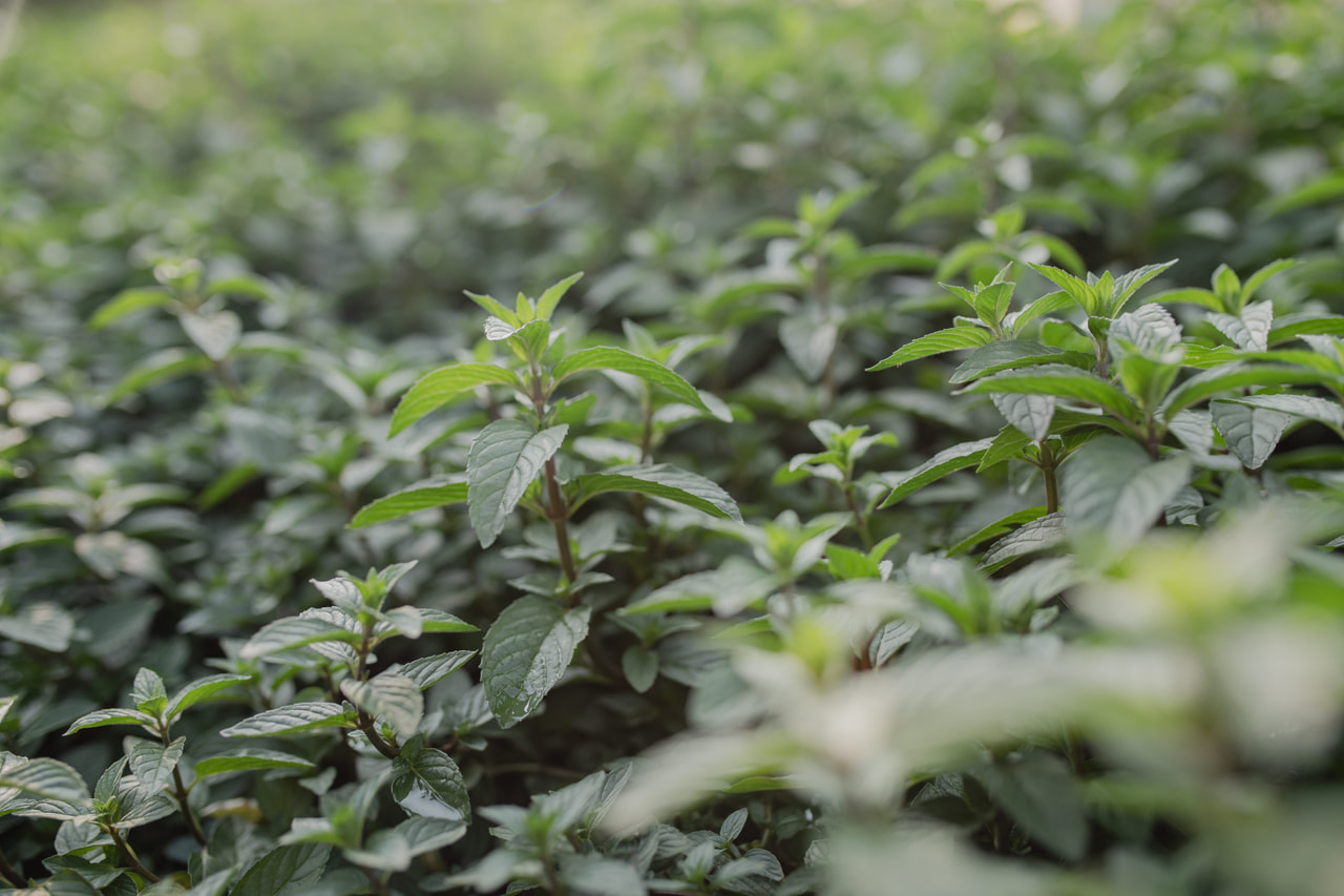 Basilikaminttu, Loukykvět
