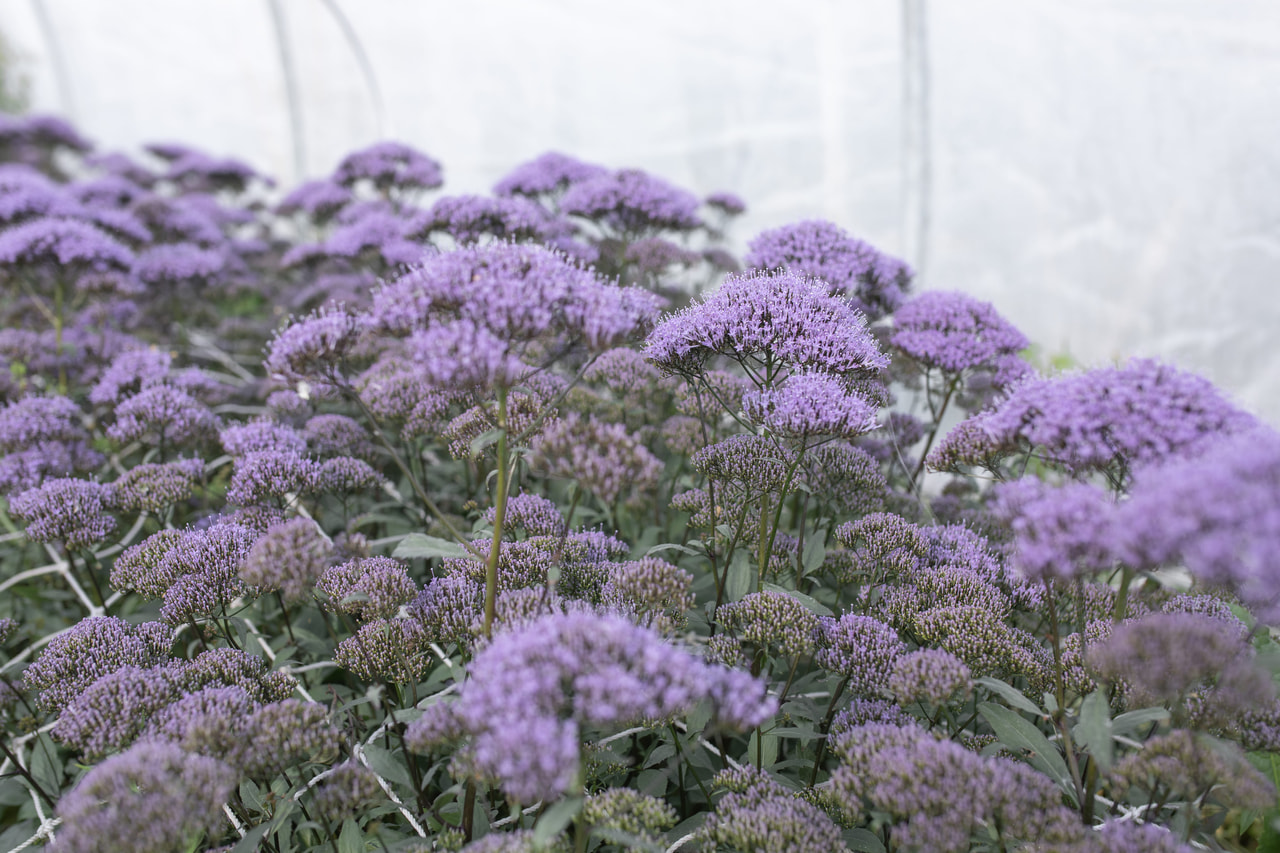 Halskruid Lake Michigan Blue, Loukykvět