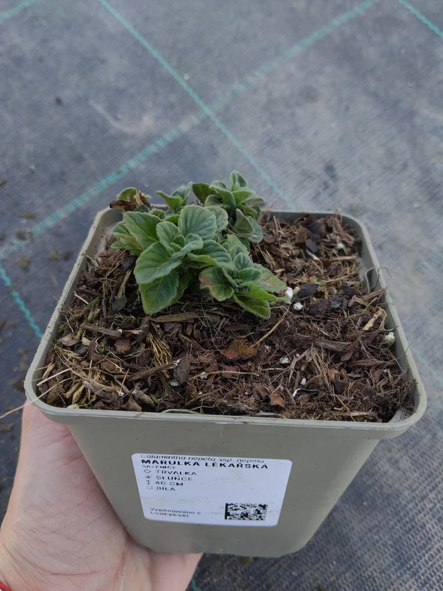 Kivikkokäenminttu - 27. 3. 2026