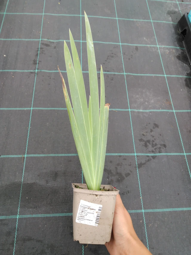 Kurjenmiekka Lugano - 10. 9. 2025