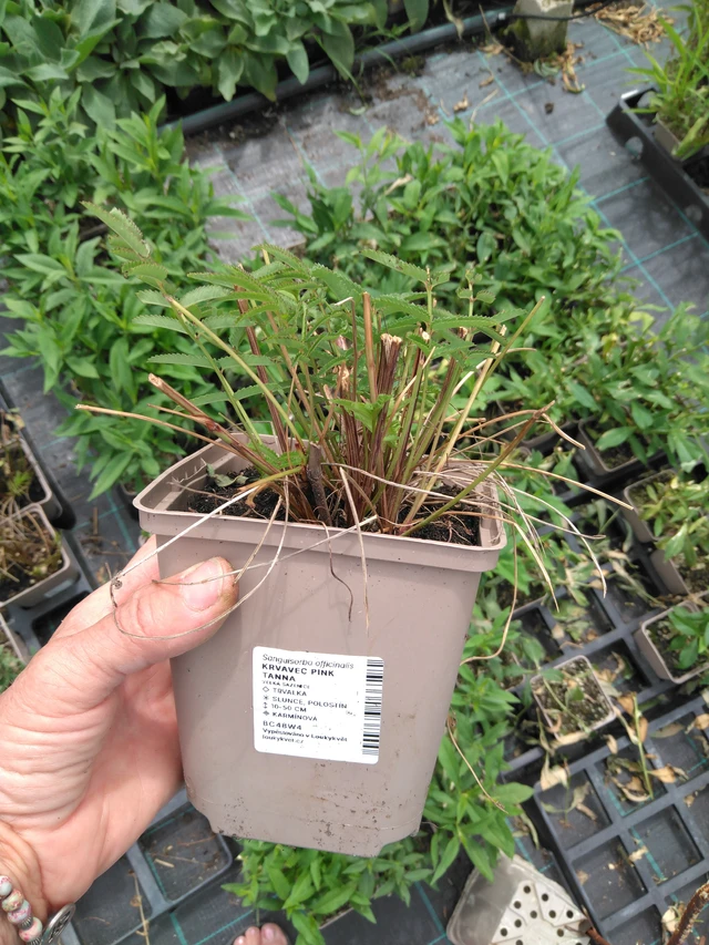 Sanguisorba Pink Tanna - 2024