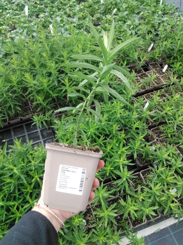 Syysasteri Harrington’s Pink - 2024