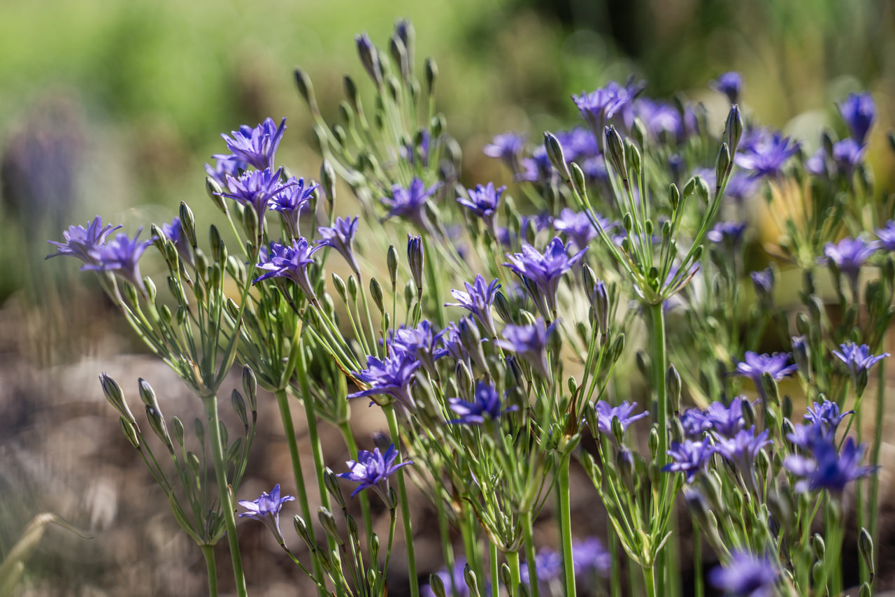 Triteleia Aquarius, Loukykvět