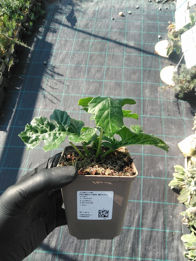 Kreikanakantti - 1. 9. 2025