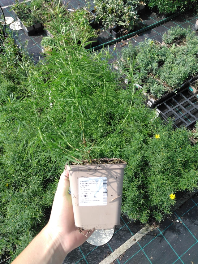 Krásnoočko Zagreb - 2024