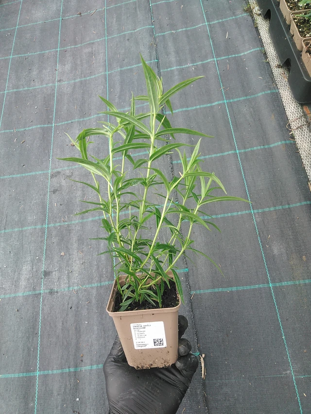 Pipo Apple Blossom - 4. 8. 2025