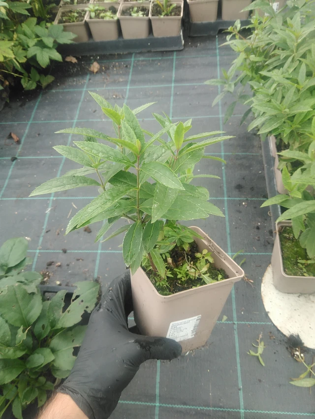 Tädykearvio Album - 10. 9. 2025