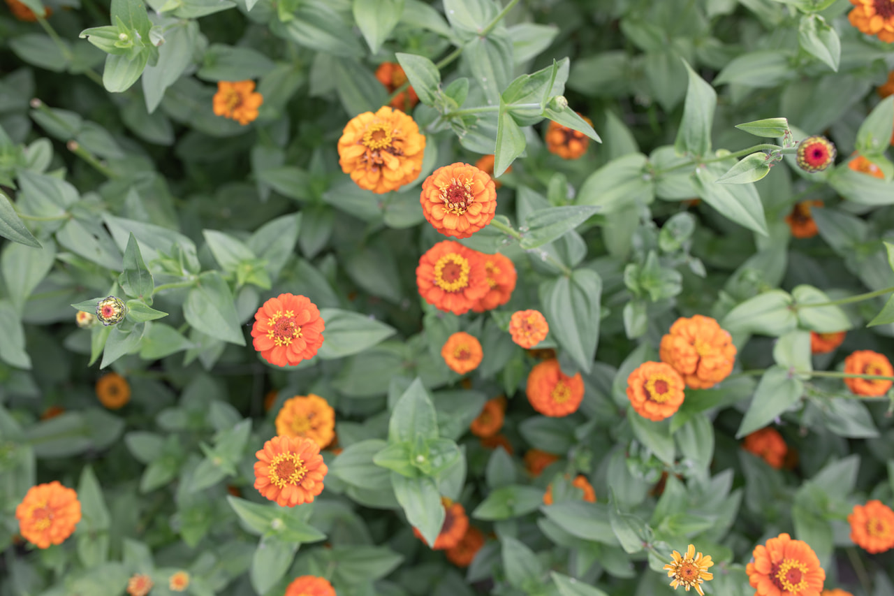 Zinnia Lilliput Orange, Loukykvět