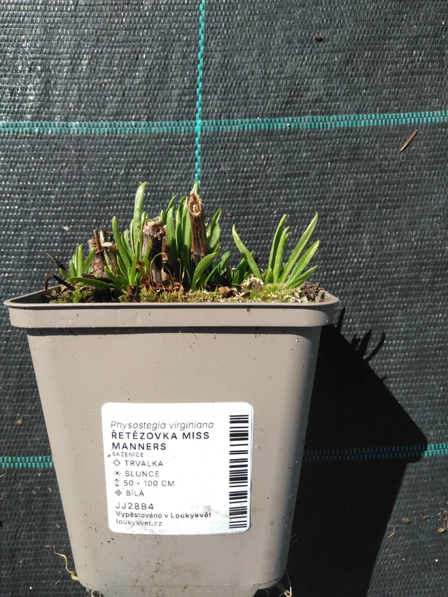 Kellopeippi Miss Manners - 3. 4. 2025