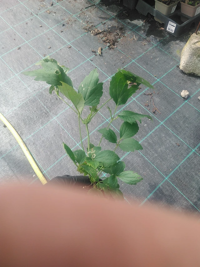 Kärhö Mrs R. Brydon - 10. 9. 2025