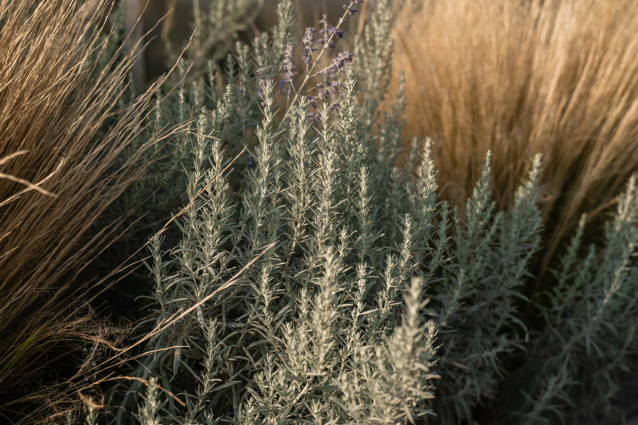 Artemisa Silver Queen, Loukykvět