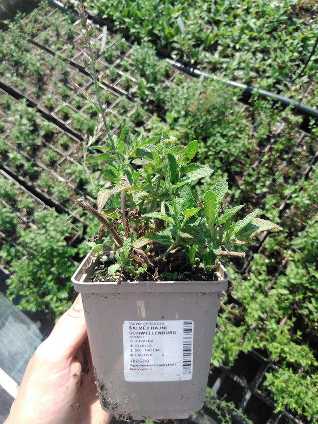 Lehtosalvia Schwellenburg - 2024