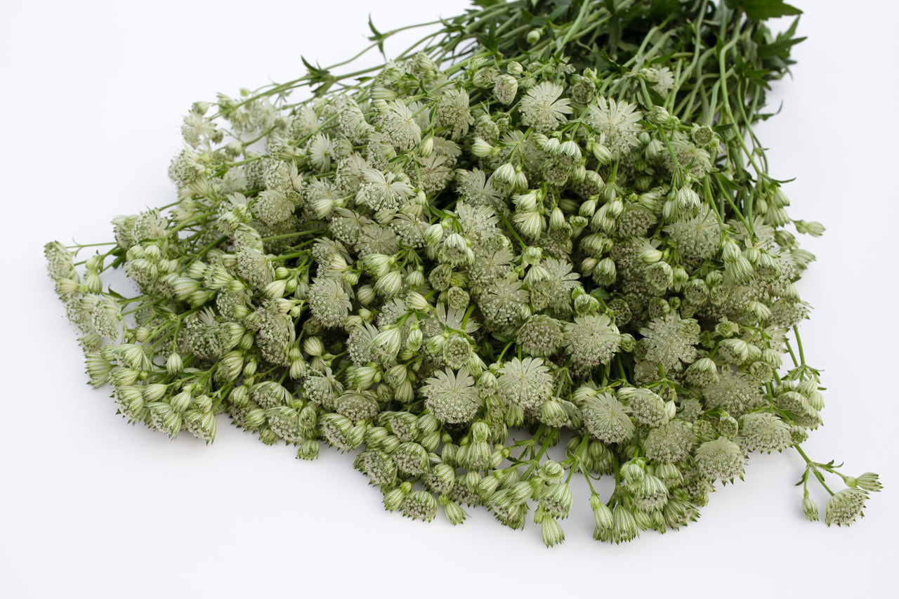 Tähtiputki Shaggy, Loukykvět