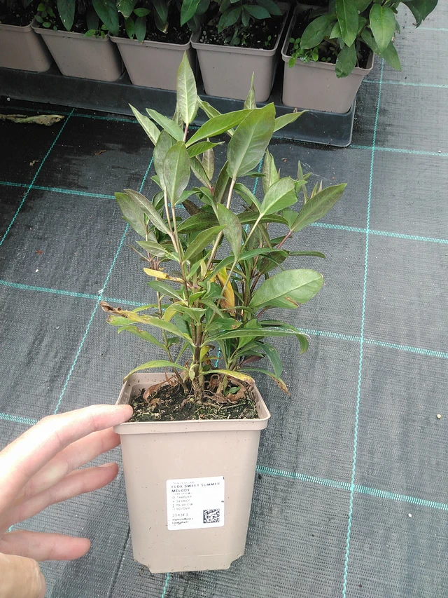 Leimu Sweet Summer Melody - 24. 6. 2025