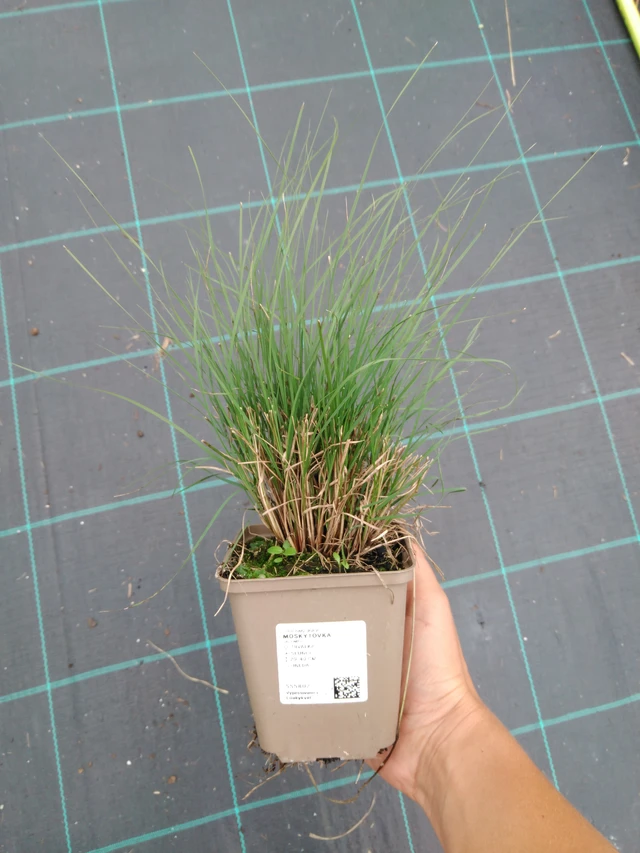 Moskiittoruoho - 10. 9. 2025