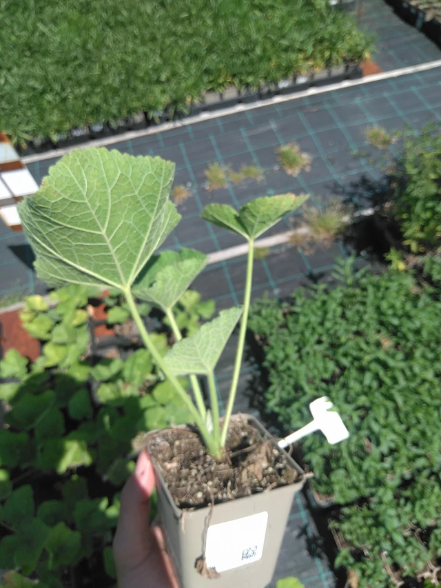 Salkoruusu Chaters Chamois - 24. 6. 2025