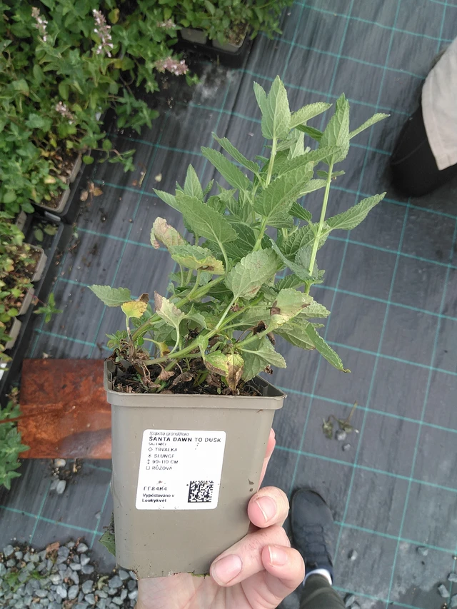 Kissanminttu Dawn to Dusk - 11. 7. 2025