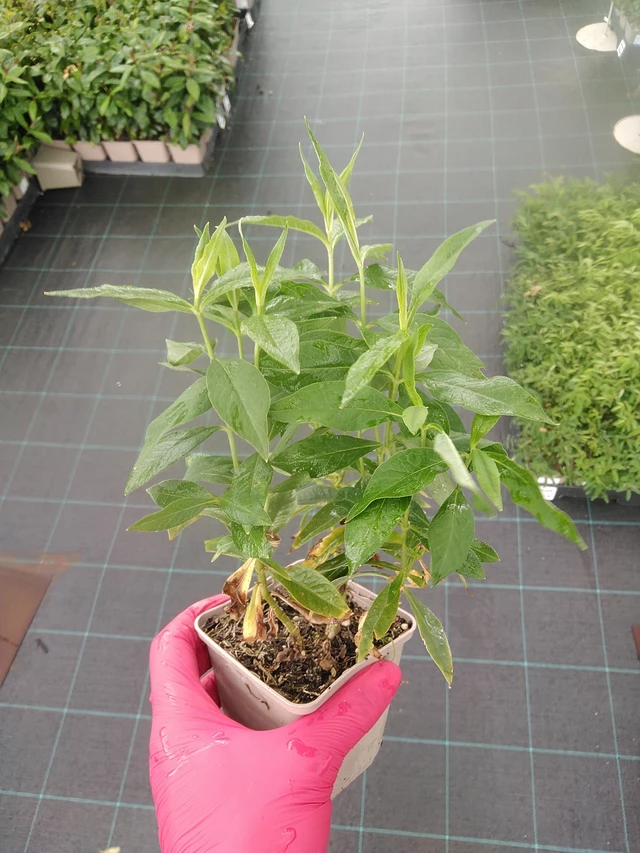 Leimu White Clouds - 7. 7. 2025