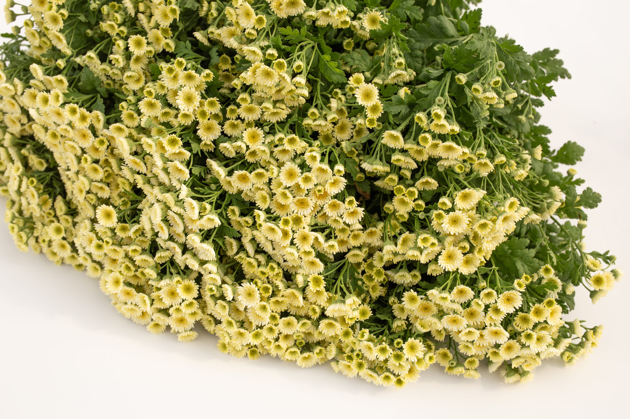 Reunuspietaryrtti Orinoco, Loukykvět