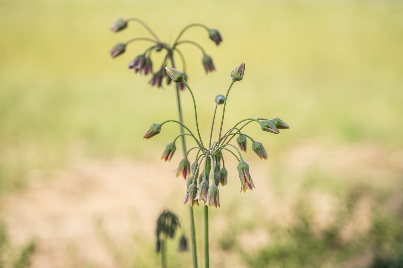 Allium siculum, Loukykvět