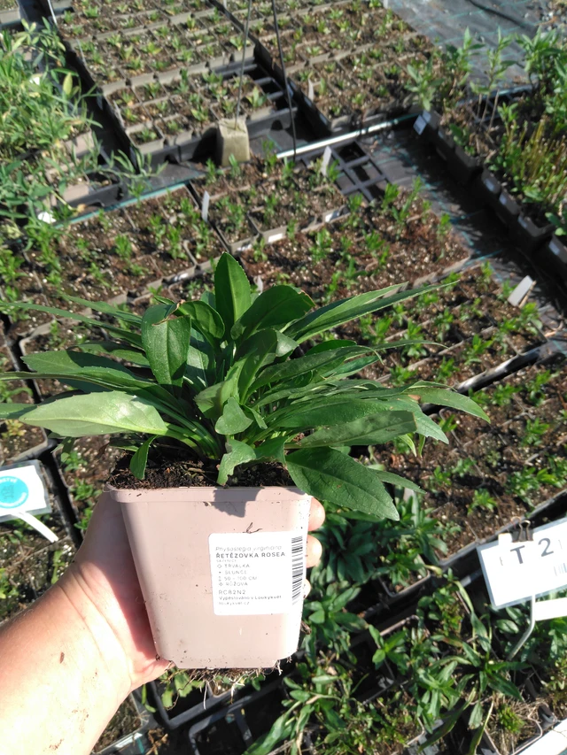 Kellopeippi Rosea - 2024