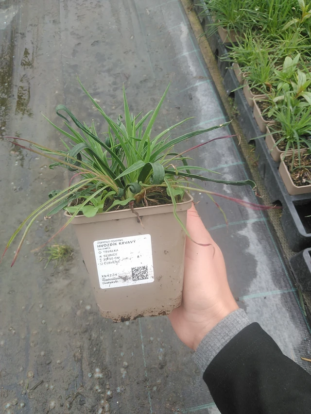 Verineilikka - 10. 10. 2025