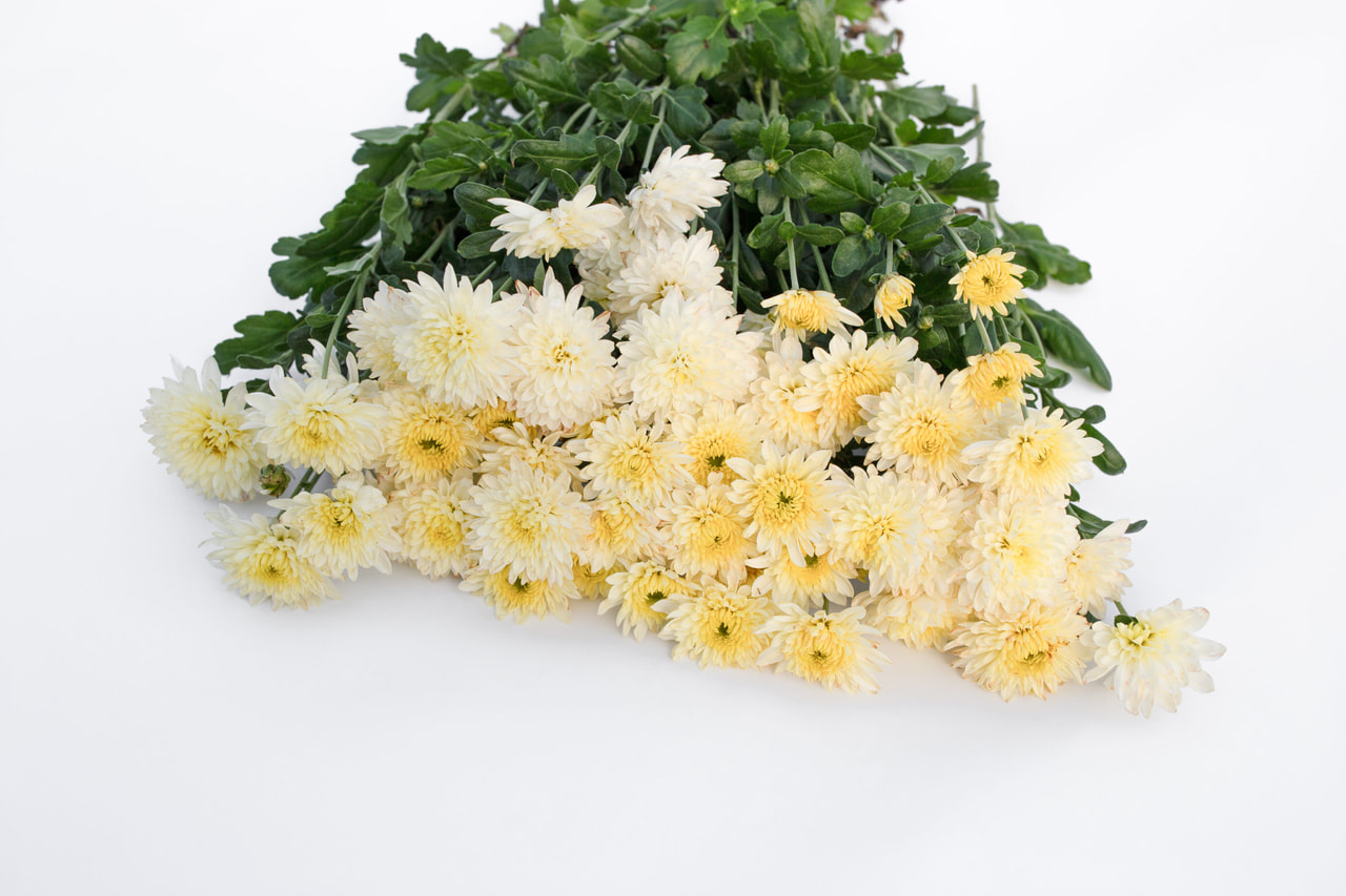 Chrysanthème Blenda White, Loukykvět