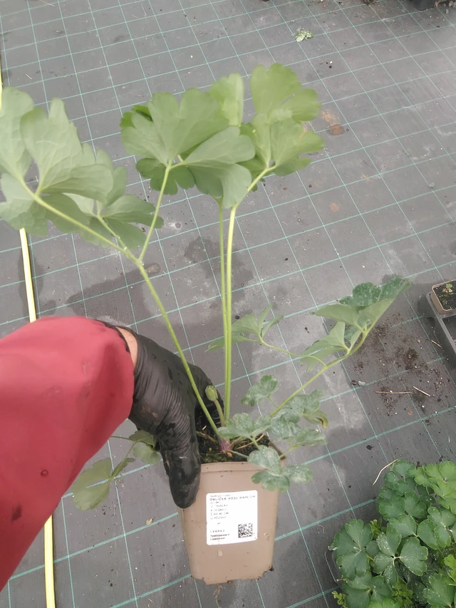 Lehtoakileija Rose Barlow - 4. 8. 2025