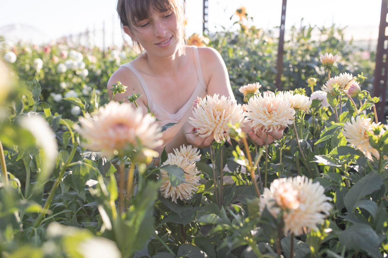 Daalia Preference, Loukykvět