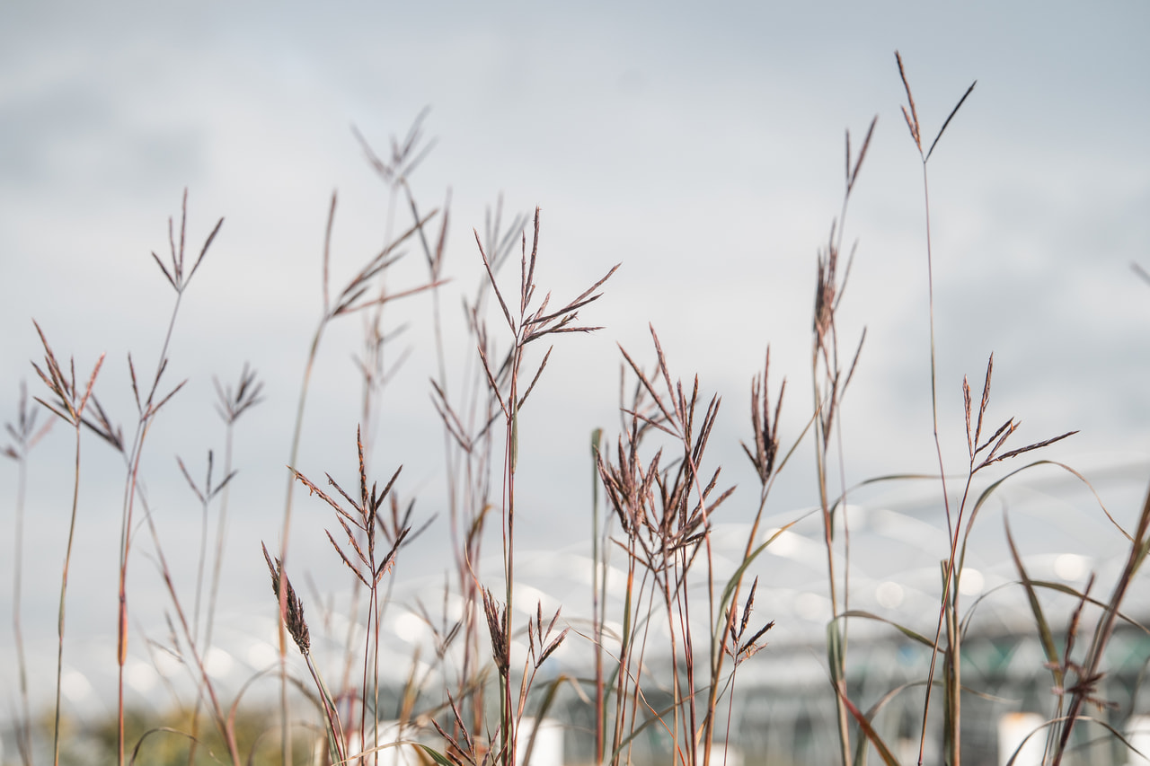 Big Bluestem JS Purple Konza, Loukykvět