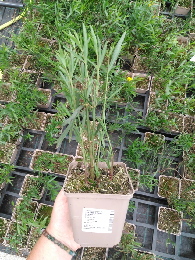 Prairie Coreopsis - 2024
