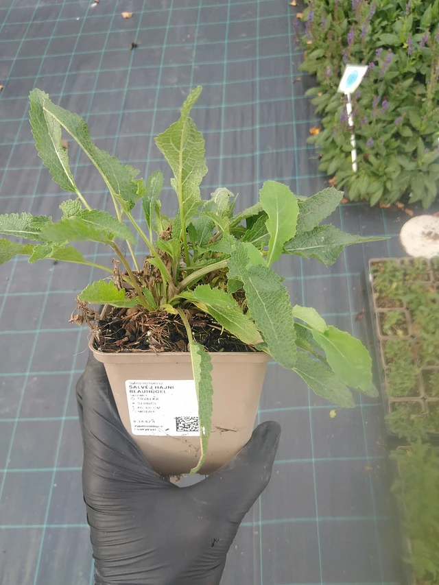 Salvia nemorosa Blauhügel - 13. 10. 2025