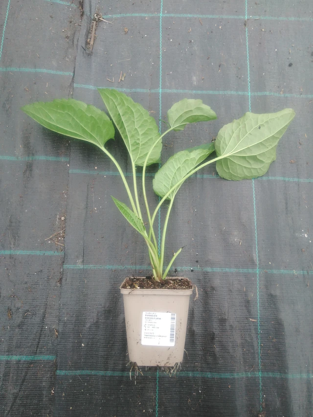 Sädepäivänhattu Goldsturm - 2024