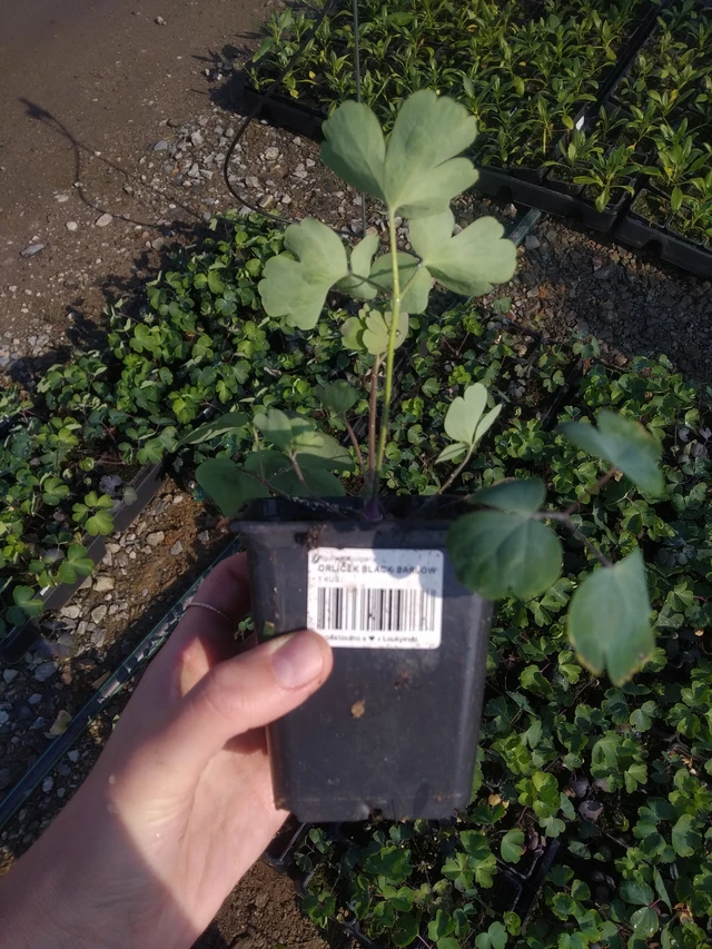 Lehtoakileija Black Barlow - 2024