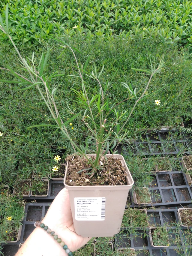 Coreopsis Moonbeam - 2024