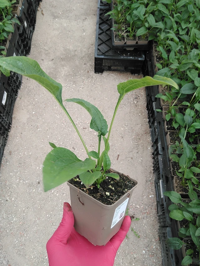 Punahattu Mellow Yellows - 29. 7. 2025