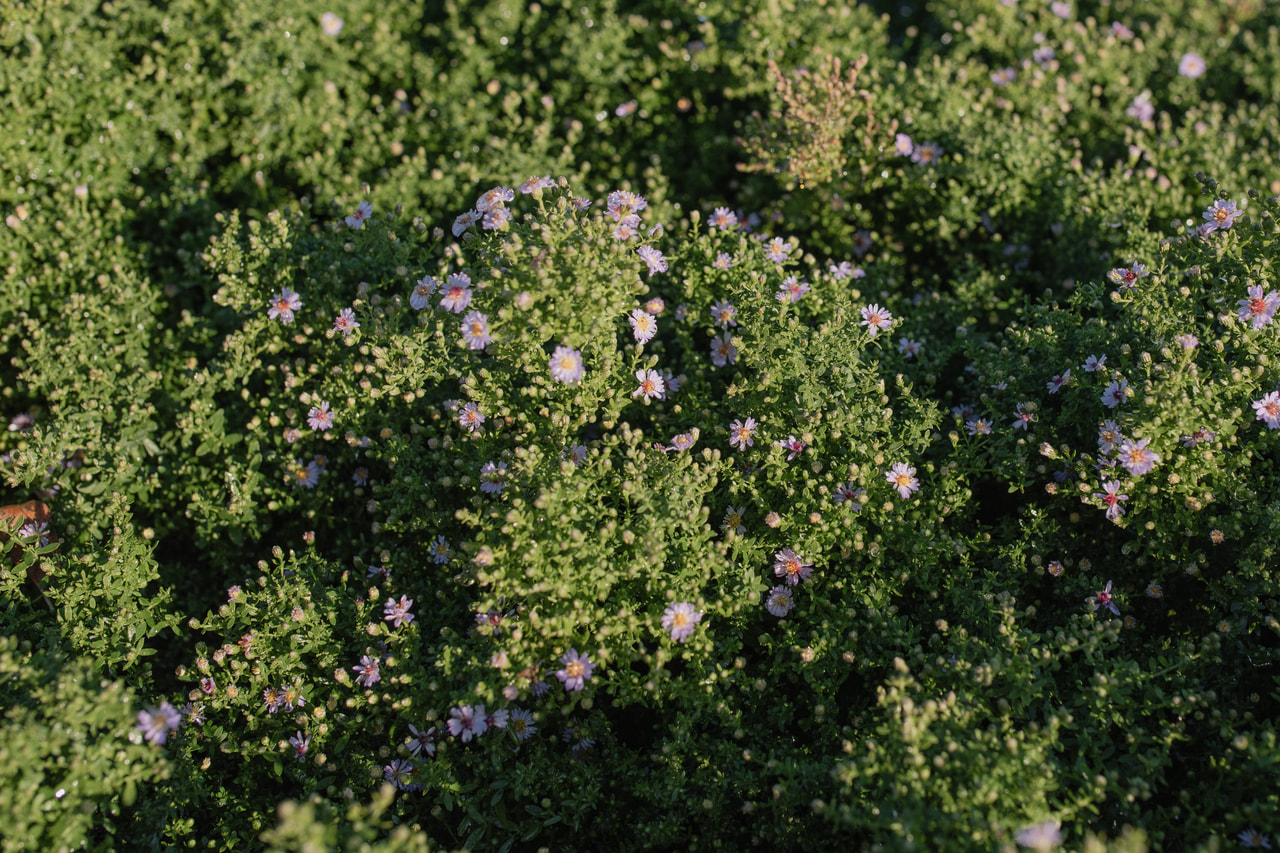 Asteri Blue Star, Loukykvět