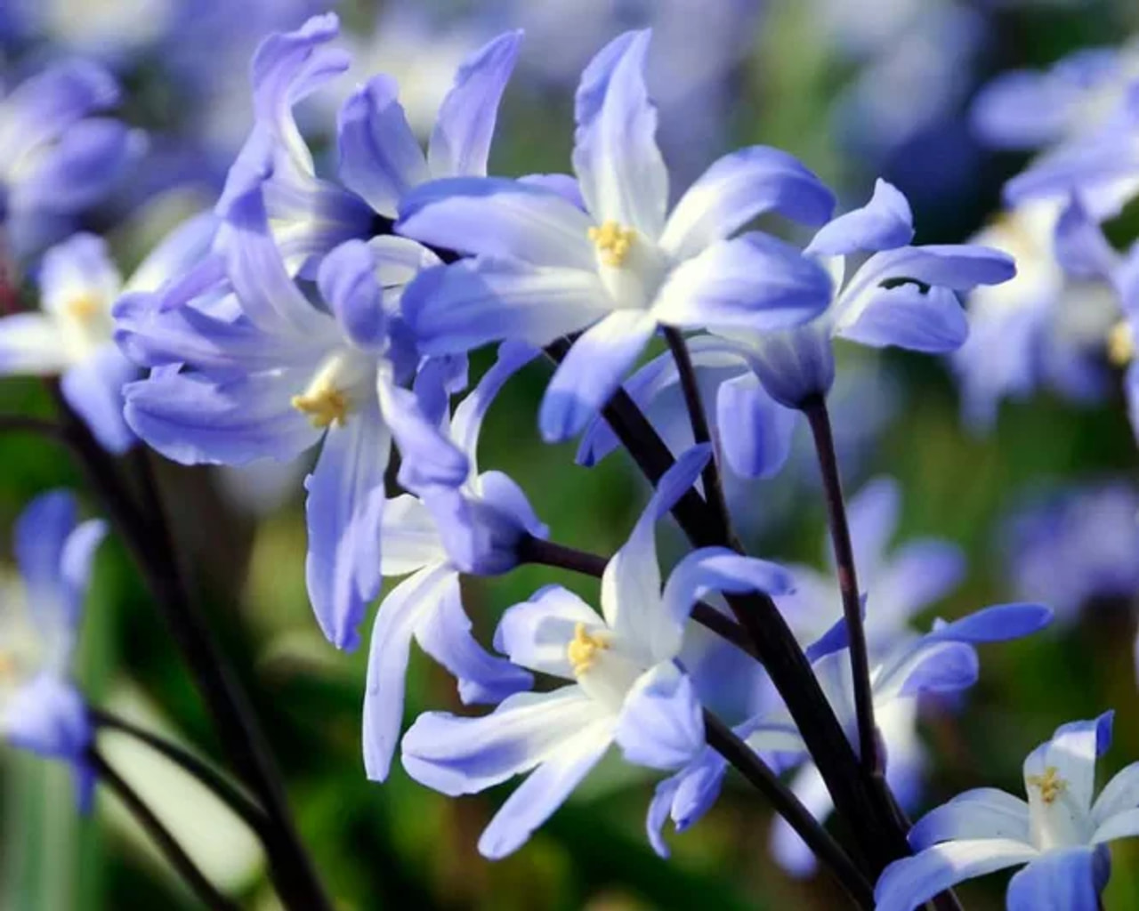 Scilla Blue Giant, Loukykvět