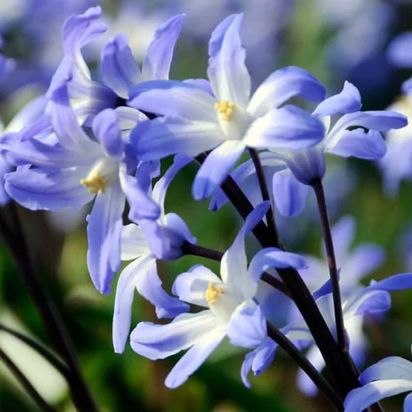 Scilla Blue Giant, Loukykvět