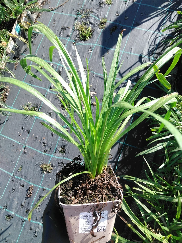 Punatähkä Floristan White - 19. 8. 2025