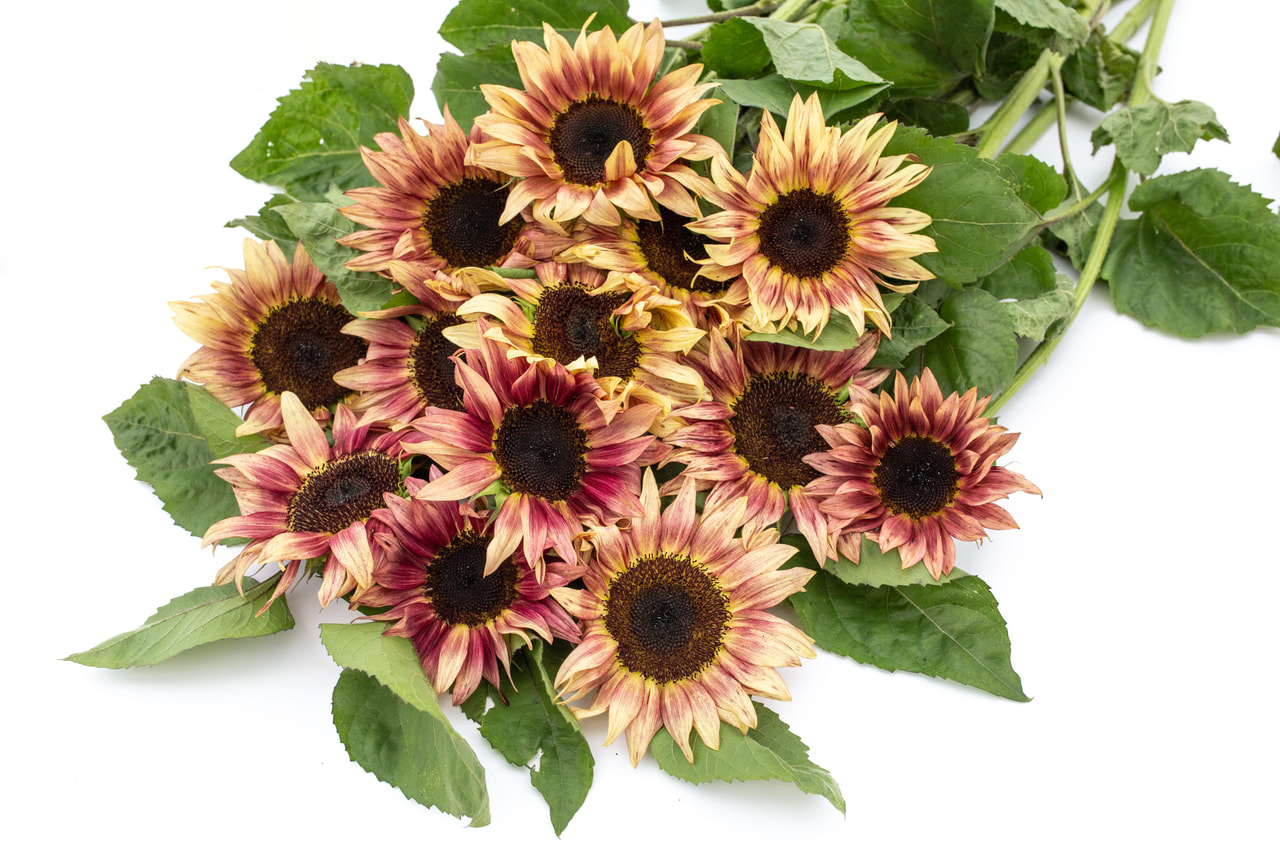 Auringonkukka ProCut Plum, Loukykvět