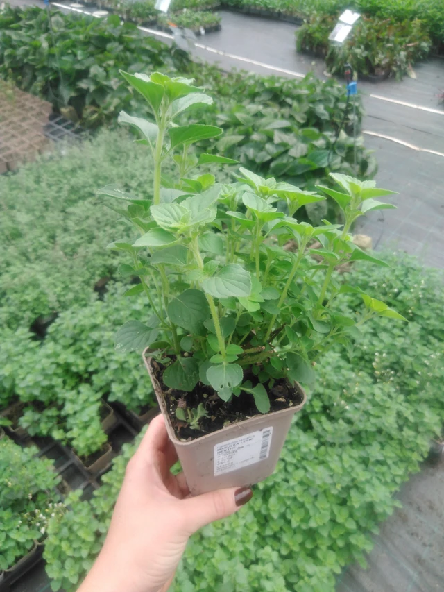 Metsäkalaminttu Menthe - 2024