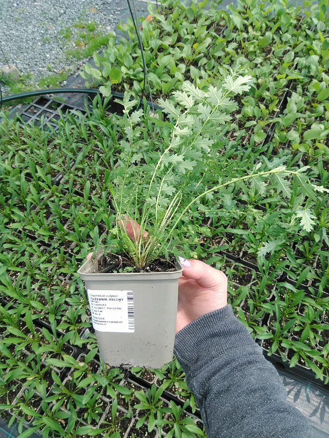 Reina de los prados - 9. 6. 2025