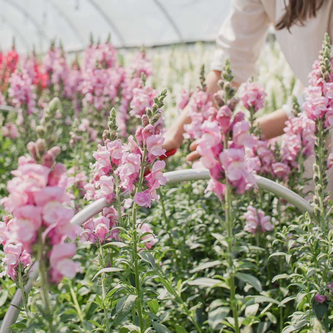Leijonankita Potomac Lavender, Loukykvět
