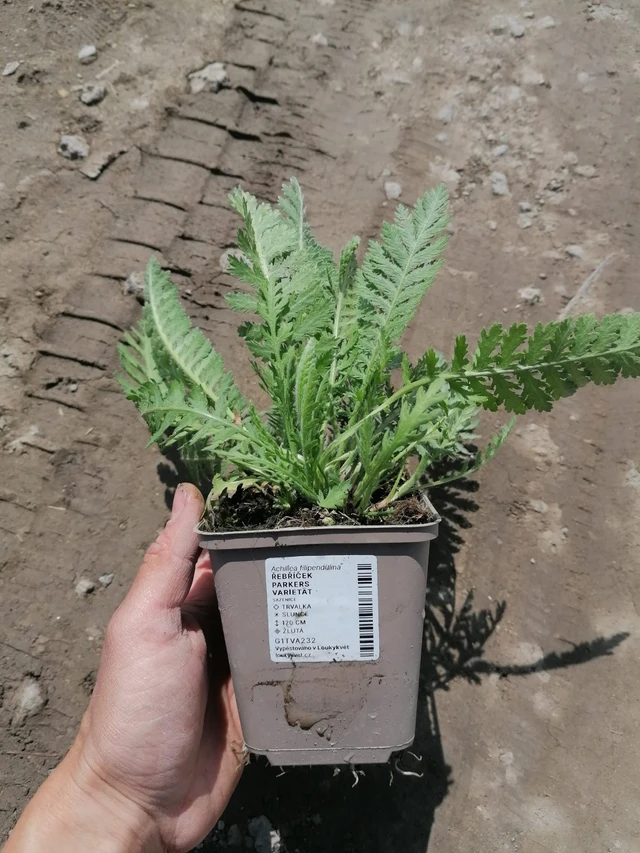 Siankärsämö Parkers Varietät - 2024