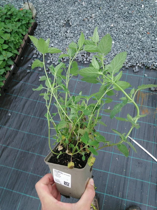 Kissanminttu Dawn to Dusk - 28. 7. 2025