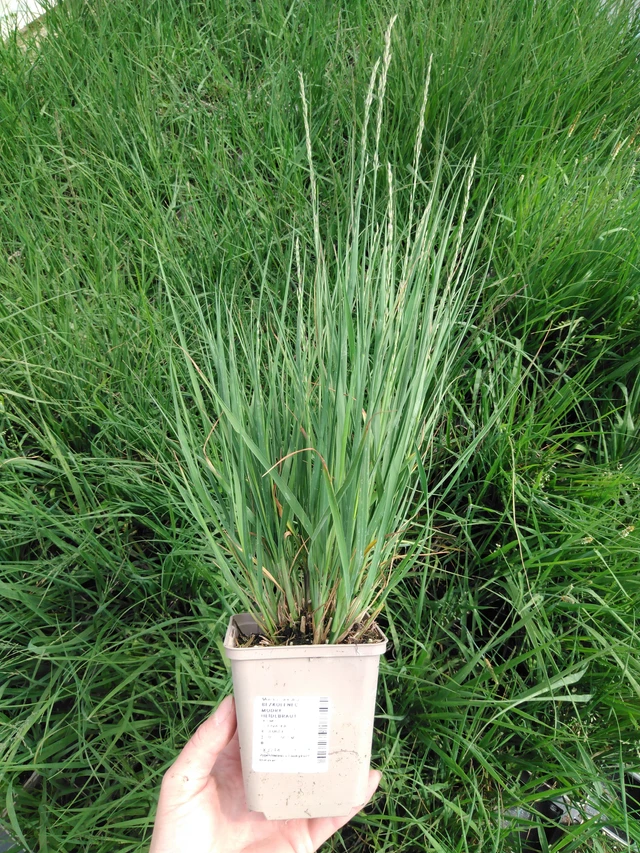 Siniheinä Heidebraut - 2024