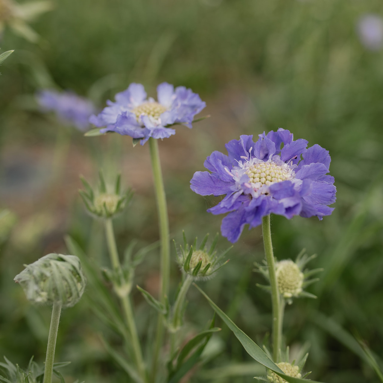 Kaukasiantörmäkukka Fama Deep Blue, Loukykvět
