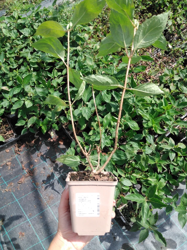 Syyshortensia Grandiflora - 2024