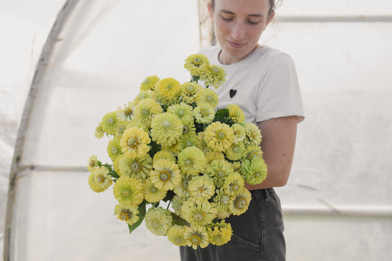 Tsinnia Queen Lime, Loukykvět
